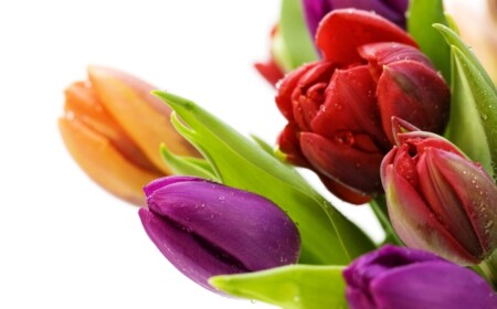 blumen-schenken-tulpe-viele-sorten-geschenk-überraschung-wasser-tropfen-morgens