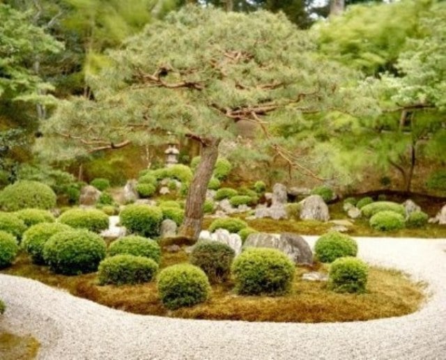 bonsai bäume-sträucher gebüsche garten kunst-japanisch 