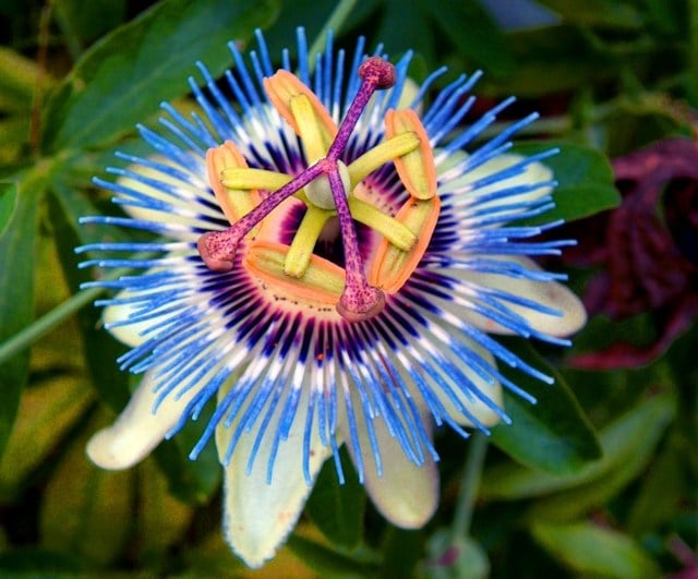 wunderschöne Blüten Haus Pflanzen blau gelb lila