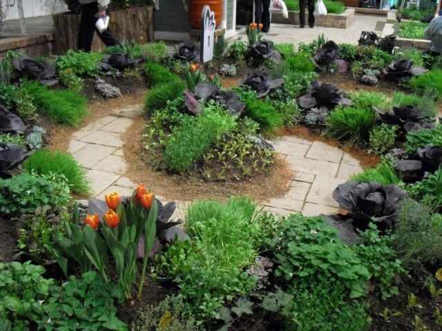 dekorative gemüsegärten anlegen blumen kohl sorte akzente