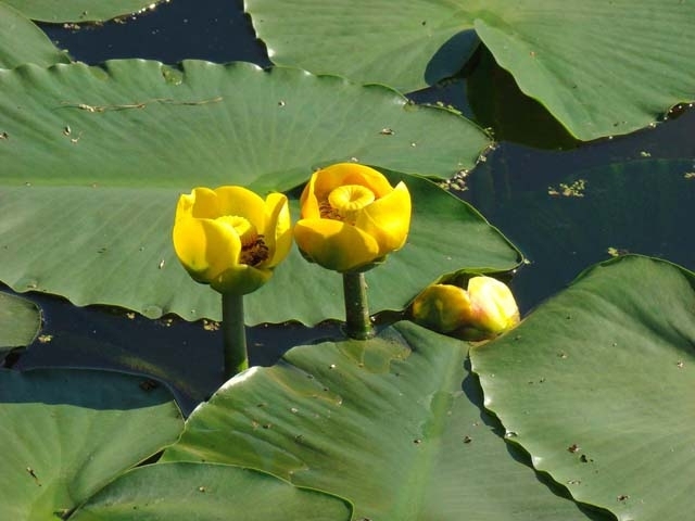 gelbe seerose freischwimmende wasserteich pflanzen-pflege standort