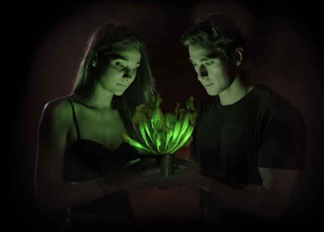 genetisch veränderte pflanze leuchtet bioglow starlight avatar