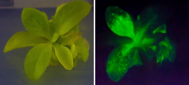 genetisch veränderte pflanze leuchtet dunkeln gruentöne
