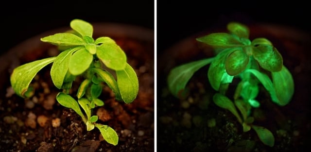 genetisch veranderte pflanzen leuchtet lichtproduzierend