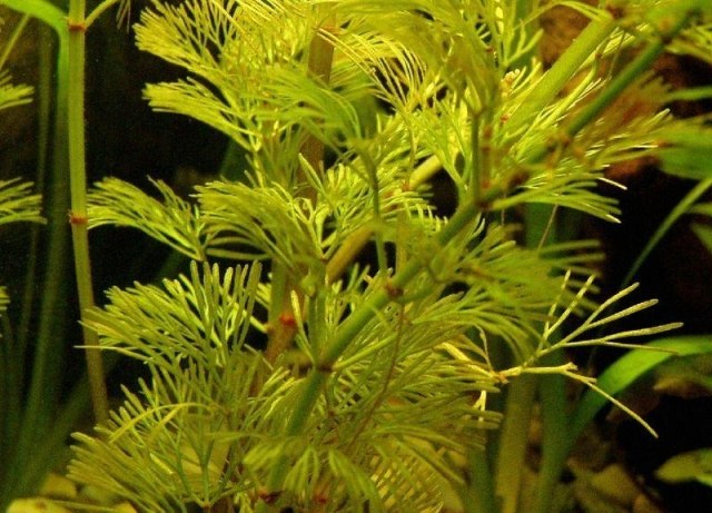 grüne karolina-Haarnixe Cabomba-caroliniana gartenteich-pflanzen unter der wasser oberfläche