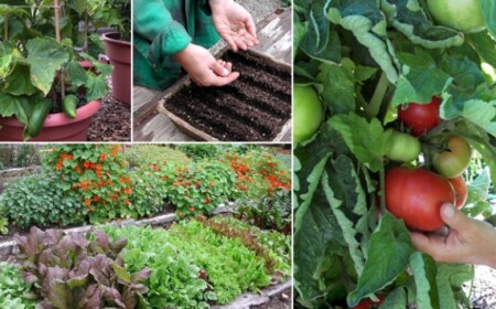 günstige Gartengestaltung pflegeleichte Pflanzenarten wählen