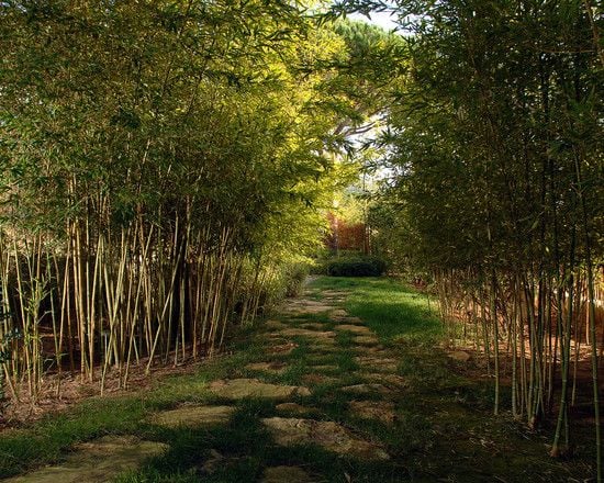 haus gehweg bambuspflanzen trittsteine rasen