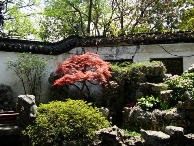kleine Gärten gestalten Ideen Bäume Acer Palmatum japan wunderschön herbst