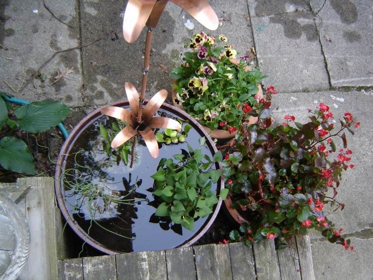 Miniteich anlegen -blumen-pflanzen-pflanzenkuebel-wasser-klein-deko-outdoor