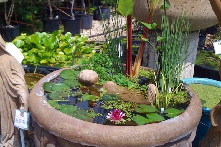 Miniteich anlegen kleine Oase auf dem Balkon kreieren