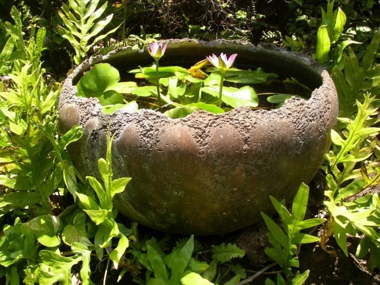 Miniteich anlegen -pflanzenkuebel-ton-garten-keramik-wasserlilien-pflanzen