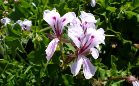 pelargonie-augenfang-bunte-farben-wärme-viel-wasser-unterschiedliche-pflege