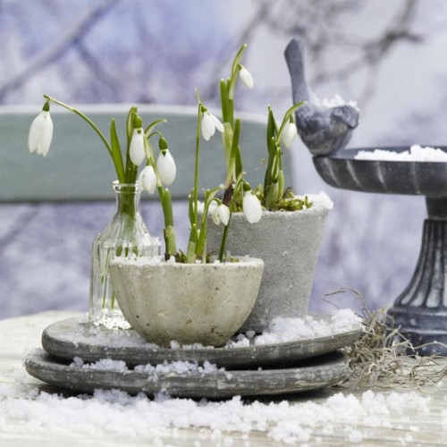 pflanzen garten im winter schneeglöckchen zement kübel