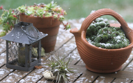 pflanzen-garten-winter-schnee-kerzenlaternen