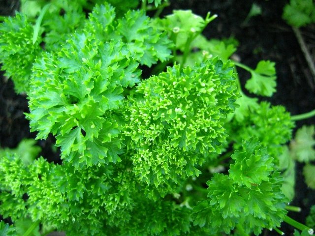 pflanzen kultivieren petersilie aromatische gewürze grün tipps