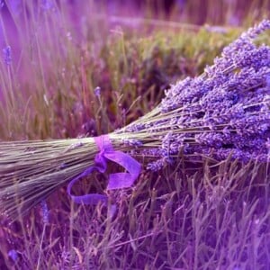 positive-wirkung-lavendel-pflege-buendel