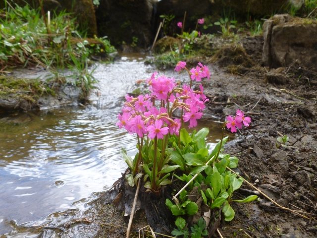 rosa Primel-Primula rosae-feuchtgebiet garten-teich wasserbereich tipps