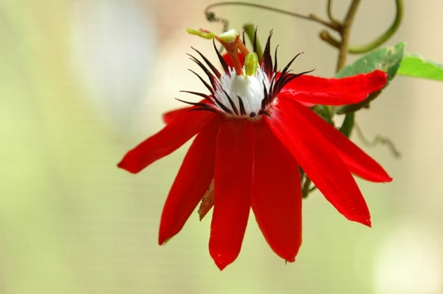Passionsblume Passiflora Gattung rote Farbe Blüten