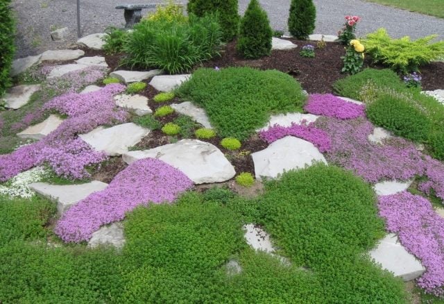 steingarten thymian bodendecker lila steine deko