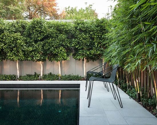 terrasse pool stühle bambus pflanzen rand baume