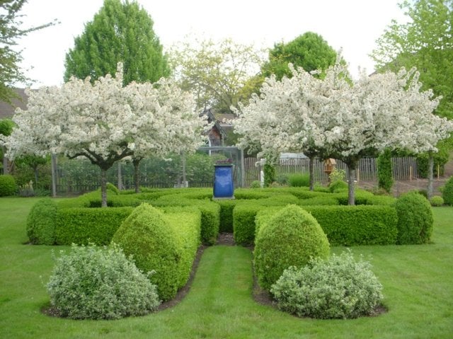 englischer Garten Bäume Zierkirsche Ideen immergrüne Sträucher