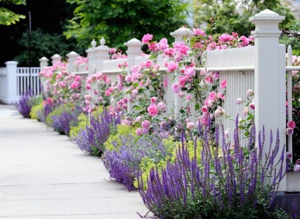 weiß gestrichener holz gartenzaun Pflanzen-rosa lila stauden Blumen