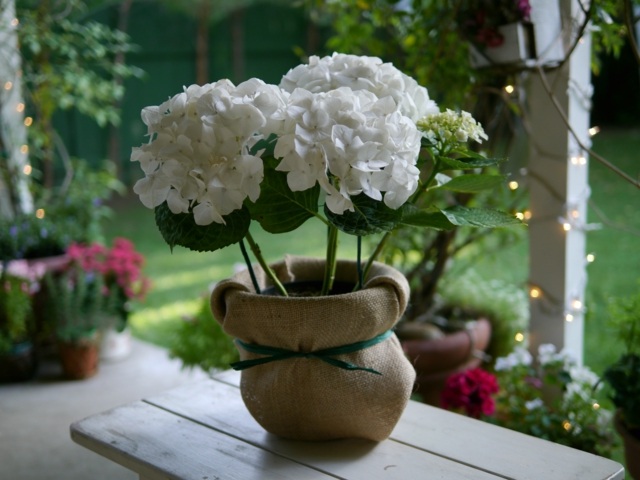 Hortensie Blumentopf Keramik schöne Garten Deko Ideen
