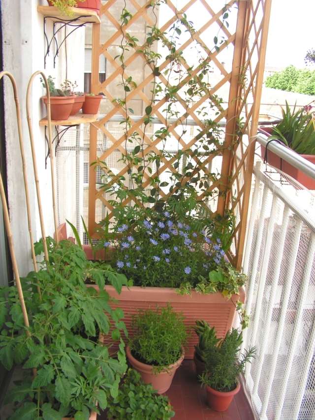 windschutz für den balkon idee spaliere blumenkuebel kletterpflanzen