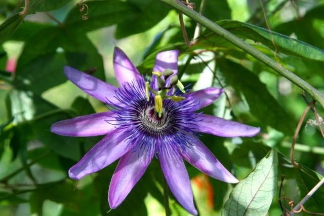 Pflanzen Passionsblume schöne Fotos lila Farbe