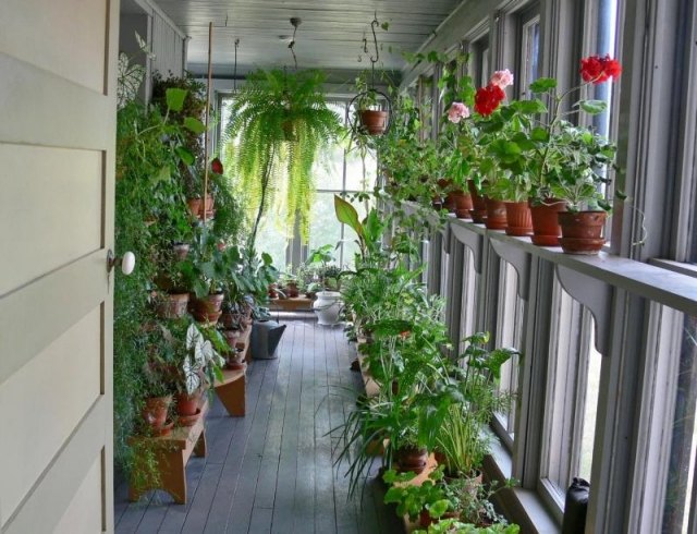 wintergarten pflanzen pflege balkon farnen