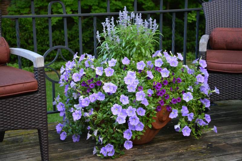 winterharte balkonpflanzen salbei lila bluete petunien mix blumenkasten
