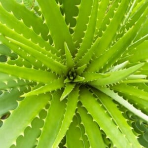 Aloe Vera Pflege Tipps Geschichte Heilmittel große Wirkung