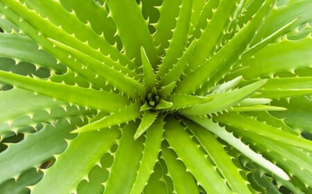 Aloe Vera Pflege Tipps Geschichte Heilmittel große Wirkung