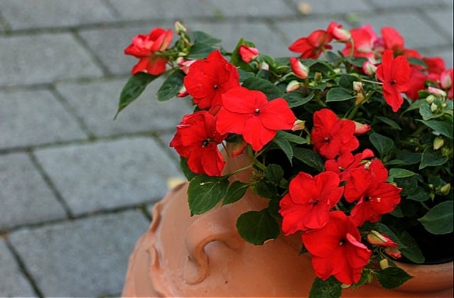 schatten Blumen Pflanzen einjährig rote Farbe