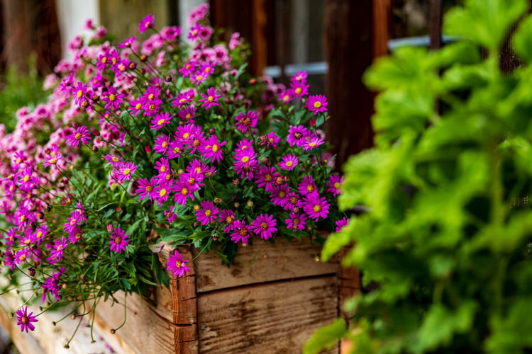 Balkon bepflanzen im April Frühlblüher Pflanzen und Blumen