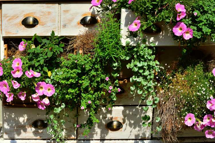 Balkonblumen im April pflanzen Tipps zur Pflege und Dünger und Wasser