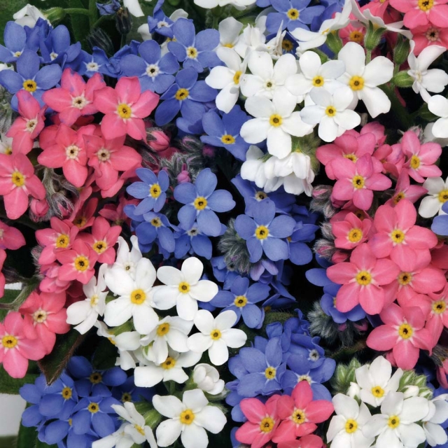 Schöne Blumen für den Garten für eine wahre