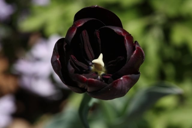 Blumentöpfe für garten black beauty schwarz blume