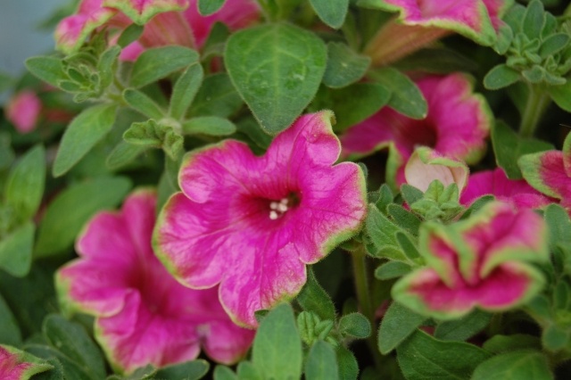 Blumentöpfe für den Garten rosa farbe petunien 