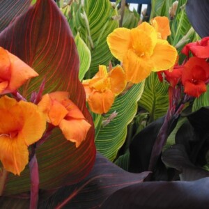 Blumentöpfe-für-den-Garten-canna-tropicana-exotisch-gelb-orange