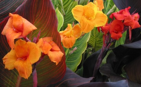 Blumentöpfe-für-den-Garten-canna-tropicana-exotisch-gelb-orange