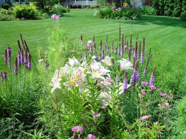 Blühender Garten-Ideen für Landschaftsbau-mit waldähnlichem charakter