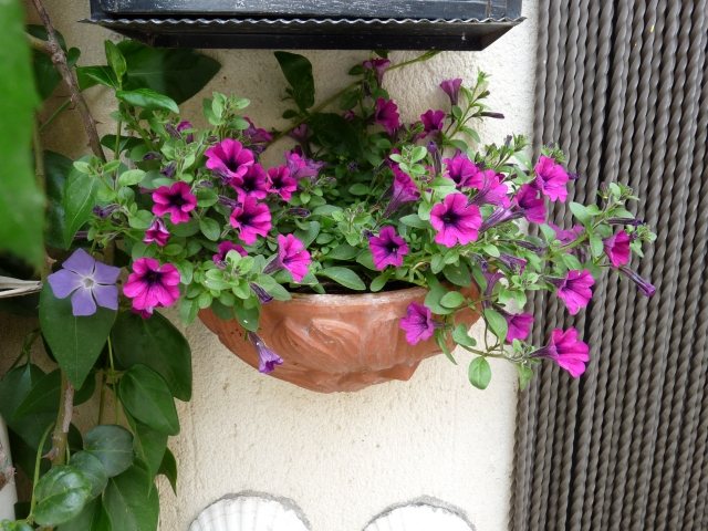 Calibrachoa lila blumenampel wand balkon deko