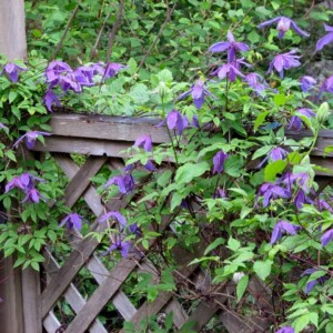 Clematis-alpina-waldrebe-holz-zaun-ranken-lila-blueten