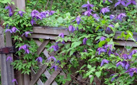 Clematis-alpina-waldrebe-holz-zaun-ranken-lila-blueten