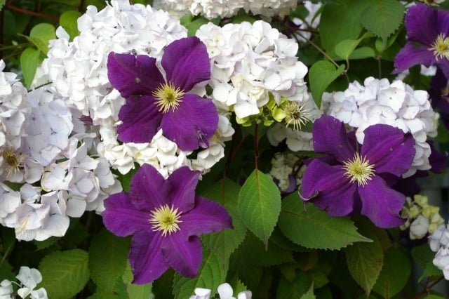 Clematis viola waldrebe sorten lila blüten