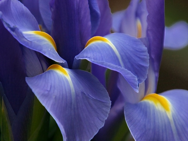 blumen herrliche blaue blüten richtig pflege natürliche mittel