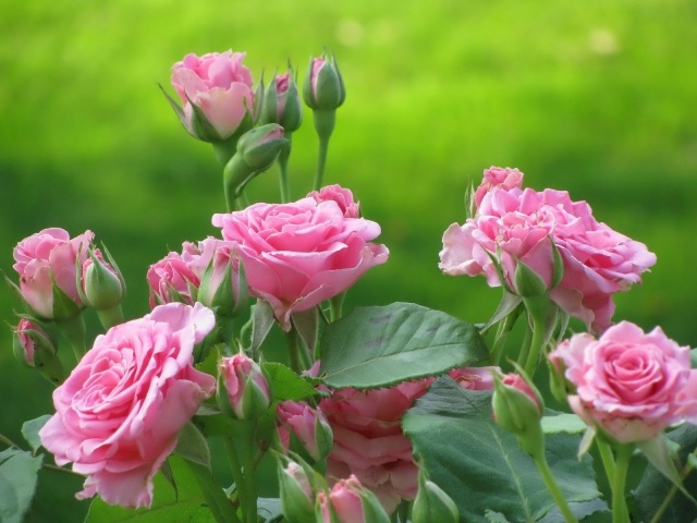 Dünger für den Garten schöne blumen rosa blüten