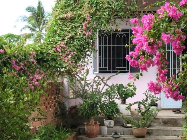 Efeu blühende Kletterpflanzen-rosen Fassade Zaun-abdecken