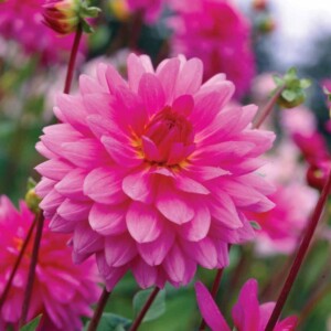 Frische-Schnittblumen-dahlien-schön-zart-rosa-blüten-ideen